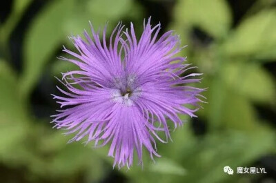 玉山石竹（学名：Dianthus pygmaeus Hayata）多年生草本植物，花期四～十一月。除了玉山外，在台湾中部的清境农场，合欢山及八通关古道都有发现。由于高山植物开花普遍较平地为晚，所以在清境农场，玉山石竹开放在五…
