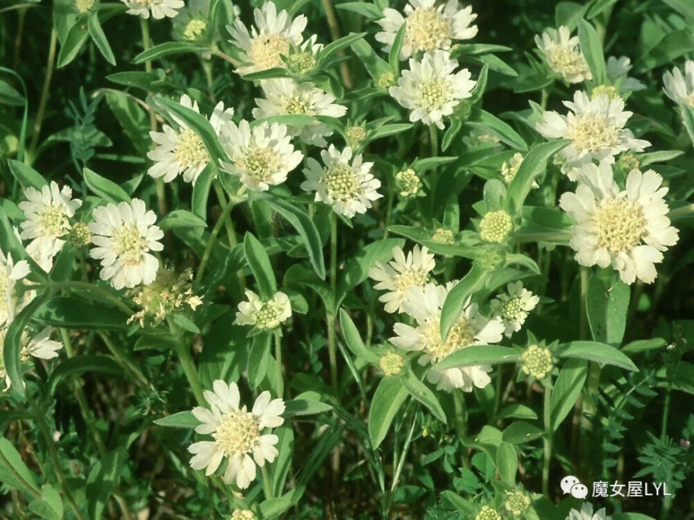 卡梅尔菊 Scabiosa prolifera