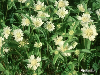 卡梅尔菊 Scabiosa prolifera