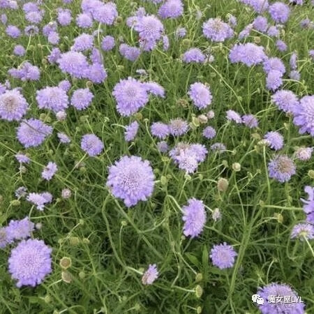 小蓝盆花 Scabiosa columbaria