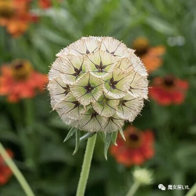 星芒松虫草 Scabiosa stellata
是忍冬科蓝盆花属（Scabiosa），又名山萝卜属下的一年生或多年生草本植物。该属共有约100种，分布于欧洲、亚洲和非洲，其下的紫盆花和小蓝盆花等几个种在欧洲是较常见的园艺植物。
