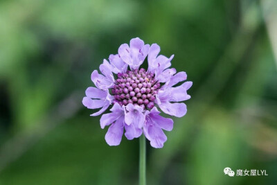 亮叶蓝盆花 Scabiosa lucida