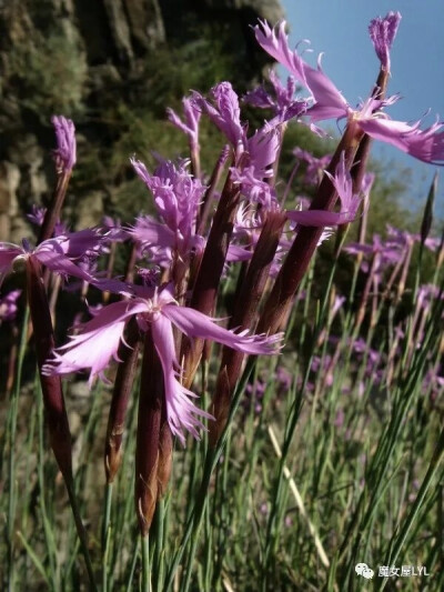 䍁裂石竹（学名：Dianthus orientalis）分布在伊朗、高加索以及中国大陆的新疆、西藏等地，生长于海拔900米至4,000米的地区，一般生长在石砾地、山坡草地、干旱石质荒漠或河岸，目前尚未由人工引种栽培。
