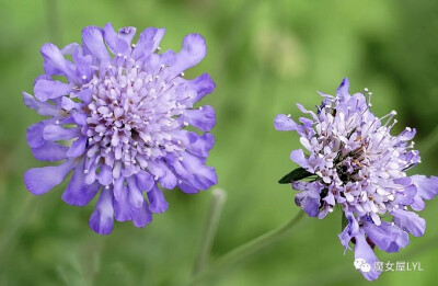 南部蓝盆花 Scabiosa triandra