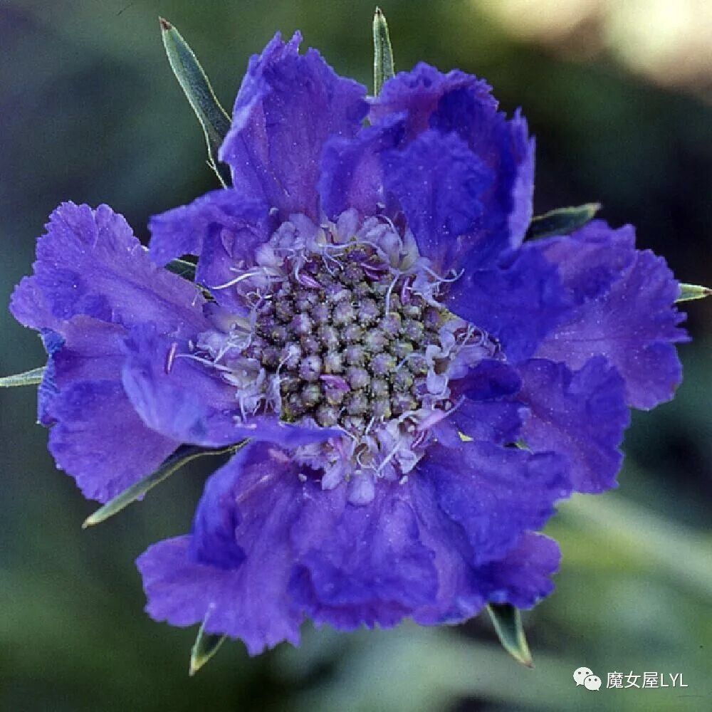 高加索蓝盆花 Scabiosa caucasica