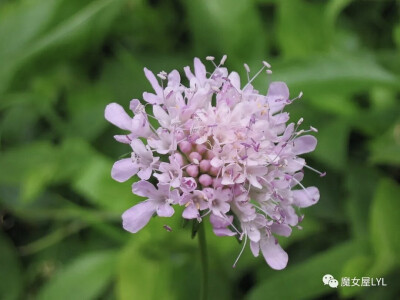 巴尔干蓝盆花 Scabiosa palaestrina
