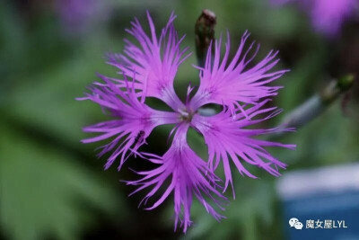 长萼瞿麦（学名：Dianthus longicalyx）分布于朝鲜、日本、台湾以及中国大陆的华北、华南、四川、东北、宁夏、贵州、华中、华东、甘肃、陕西等地，生长于海拔900米至1,950米的地区，一般生于林下、山坡草地以及固定…