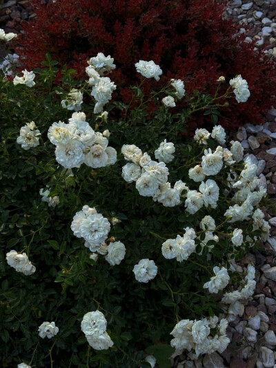 日常
我答应好自己，停止回忆自己的痛苦。