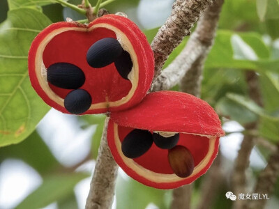 澳洲苹婆 Sterculia quadrifida