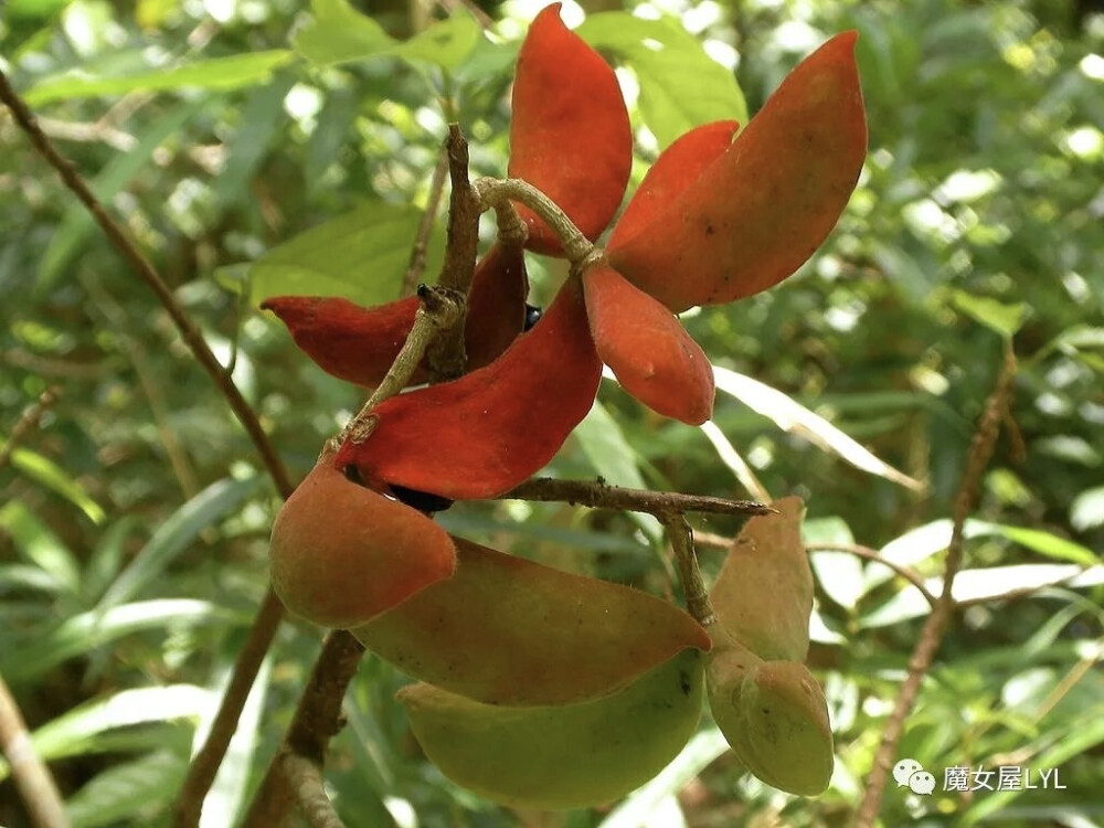 假苹婆 （学名：Sterculia lanceolata ）