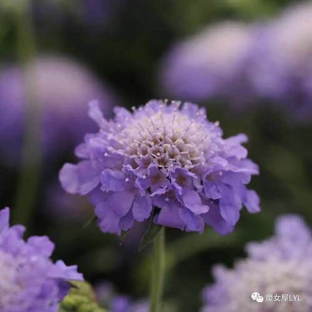 紫盆花，又名西洋松虫草。