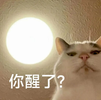 猫猫表情包