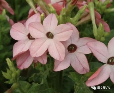 花烟草（学名：Nicotiana alata）是茄科，烟草属有限的多年生草本植物，高可达1.5米，全体被粘毛。叶片基部稍抱茎或具翅状柄，向上成卵形或卵状矩圆形，近无柄或基部具耳，接近花序即成披针形。假总状花序式，疏散生…
