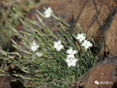 针叶石竹（学名：Dianthus acicularis）
分布在哈萨克斯坦、欧洲、俄罗斯以及中国大陆的新疆等地，生长于海拔550米至1,300米的地区，多生于石质山坡，目前尚未由人工引种栽培。
