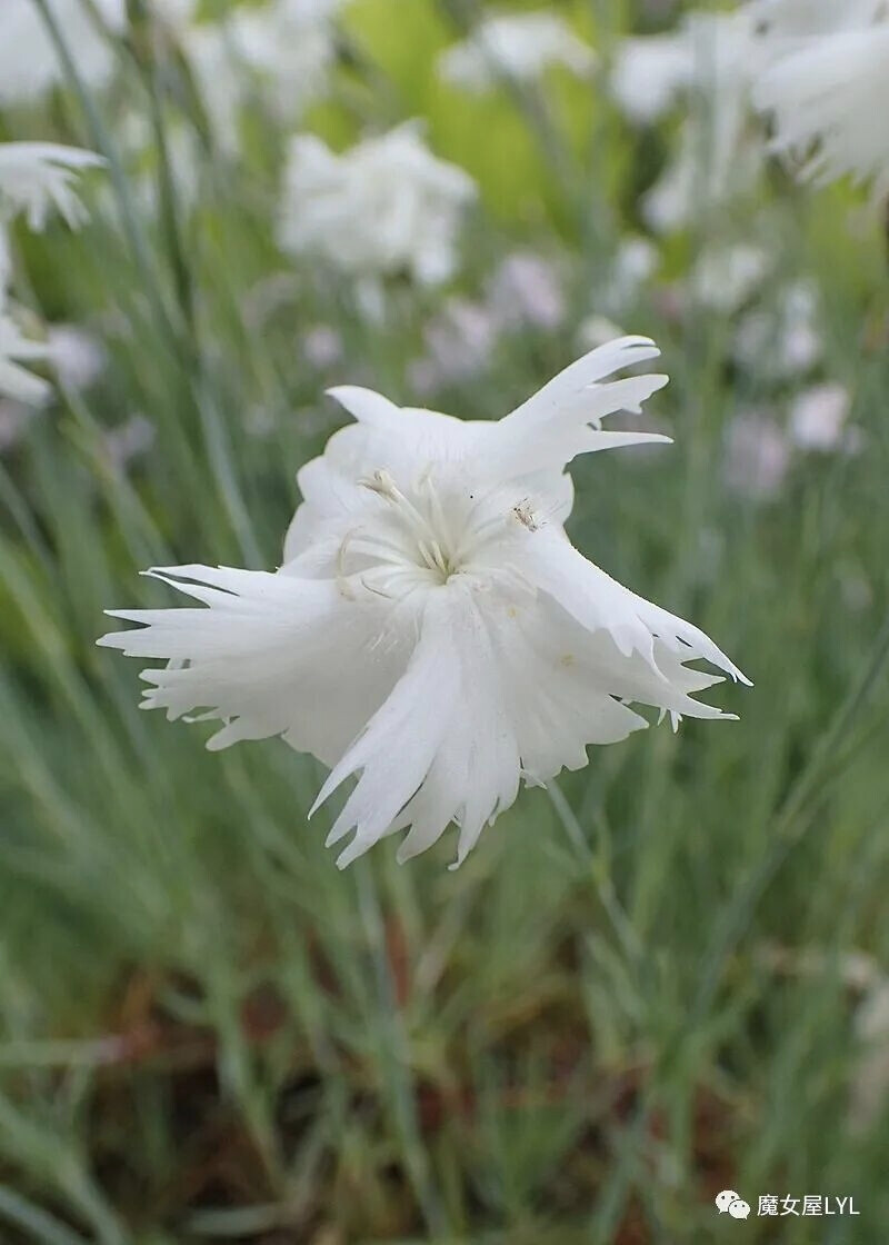 细茎石竹 Dianthus turkestanicus
分布于哈萨克斯坦以及中国大陆的新疆等地，生长于海拔1,000米至2,000米的地区，多生在山坡草地，目前尚未由人工引种栽培。
