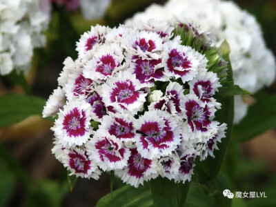 须苞石竹 Dianthus barbatus
分布在欧洲以及中国等地，生长于海拔300米至1,900米的地区，目前已由人工引种栽培。
