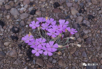 簇茎石竹 Dianthus repens
分布在俄罗斯、北美以及中国大陆的内蒙古等地，生长于海拔500米至600米的地区，常生长在河岸山坡，目前尚未由人工引种栽培。