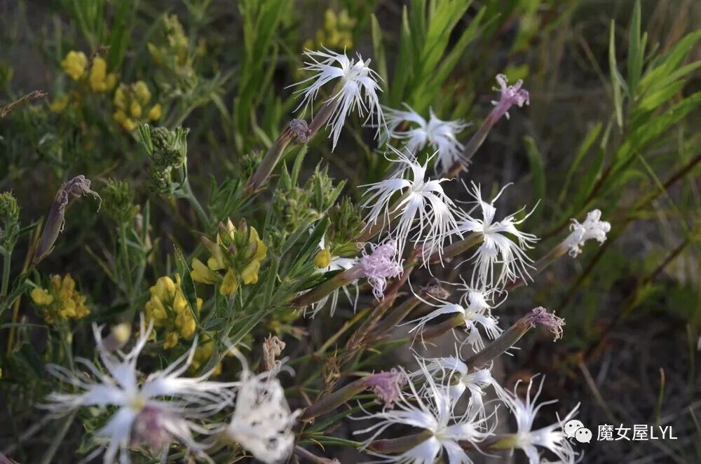 长萼石竹（学名：Dianthus kuschakewiczii）
分布于哈萨克斯坦以及中国大陆的新疆等地，生长于海拔650米至2,800米的地区，常生于草原、山坡或河岸砂砾处，目前尚未由人工引种栽培。
