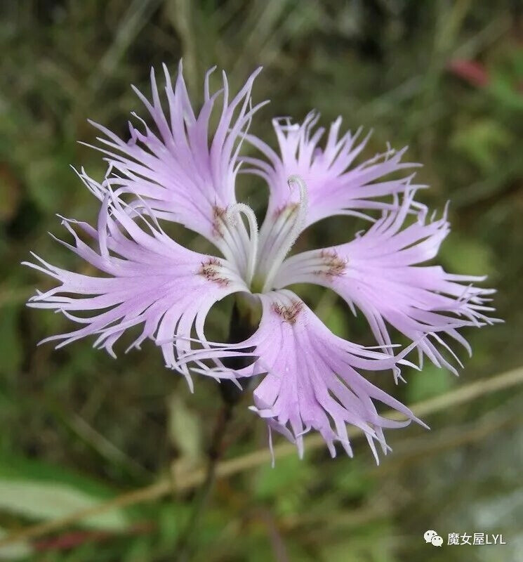 大苞石竹（学名：Dianthus hoeltzeri）
是石竹科石竹属的植物。分布在蒙古、哈萨克斯坦以及中国大陆的新疆等地，生长于海拔1,500米至3,300米的地区，常生长在山坡草丛，目前尚未由人工引种栽培。
