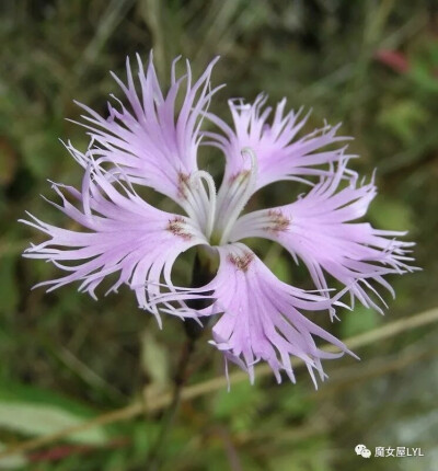 大苞石竹（学名：Dianthus hoeltzeri）
是石竹科石竹属的植物。分布在蒙古、哈萨克斯坦以及中国大陆的新疆等地，生长于海拔1,500米至3,300米的地区，常生长在山坡草丛，目前尚未由人工引种栽培。
