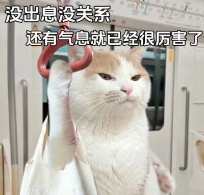 猫猫表情包