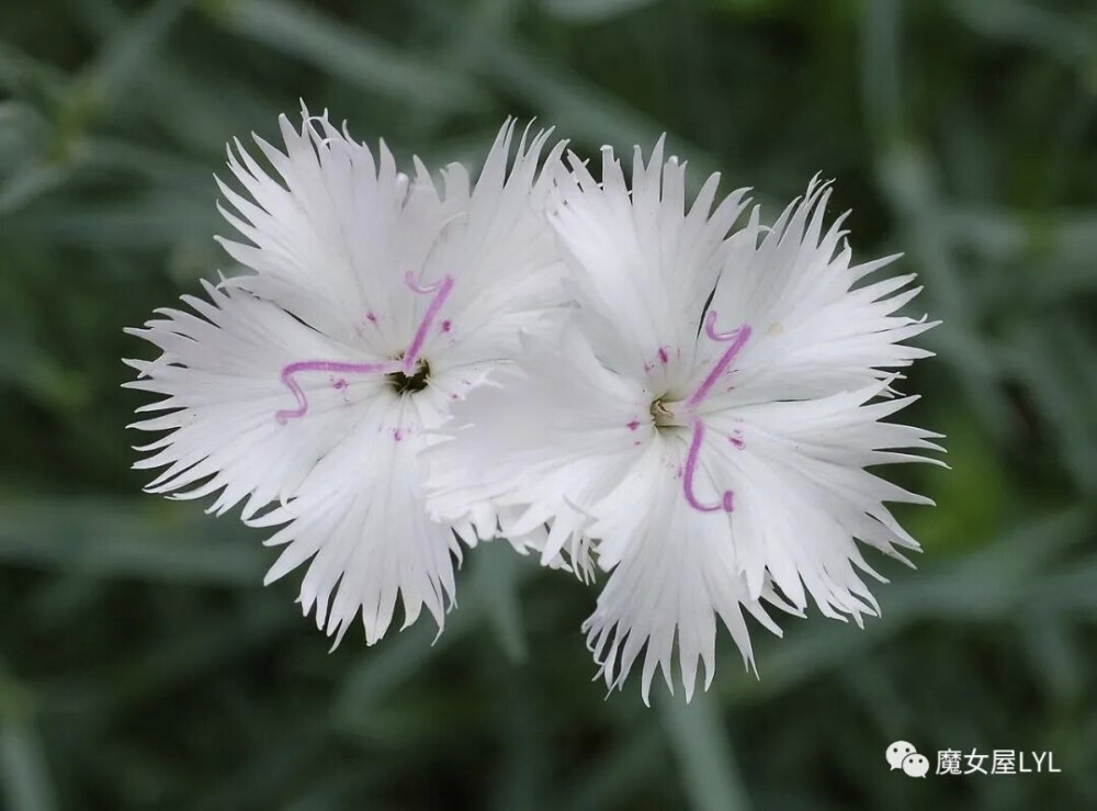 日本石竹（学名：Dianthus japonicus）
又名滨瞿麦（植物学大辞典），为石竹科石竹属的植物。
分布于日本以及中国大陆的杭州、江西、贵州、广东等地，目前尚未由人工引种栽培。
