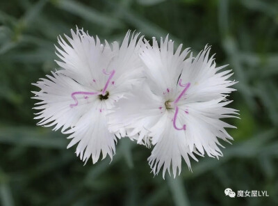 日本石竹（学名：Dianthus japonicus）
又名滨瞿麦（植物学大辞典），为石竹科石竹属的植物。
分布于日本以及中国大陆的杭州、江西、贵州、广东等地，目前尚未由人工引种栽培。
