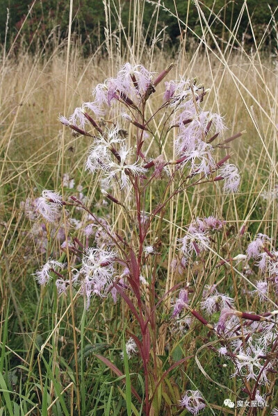 瞿麦（学名：Dianthus superbus）又名蘧麦，是石竹科石竹属的一种植物。