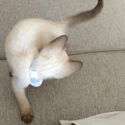 图源ks：偷喝汽水