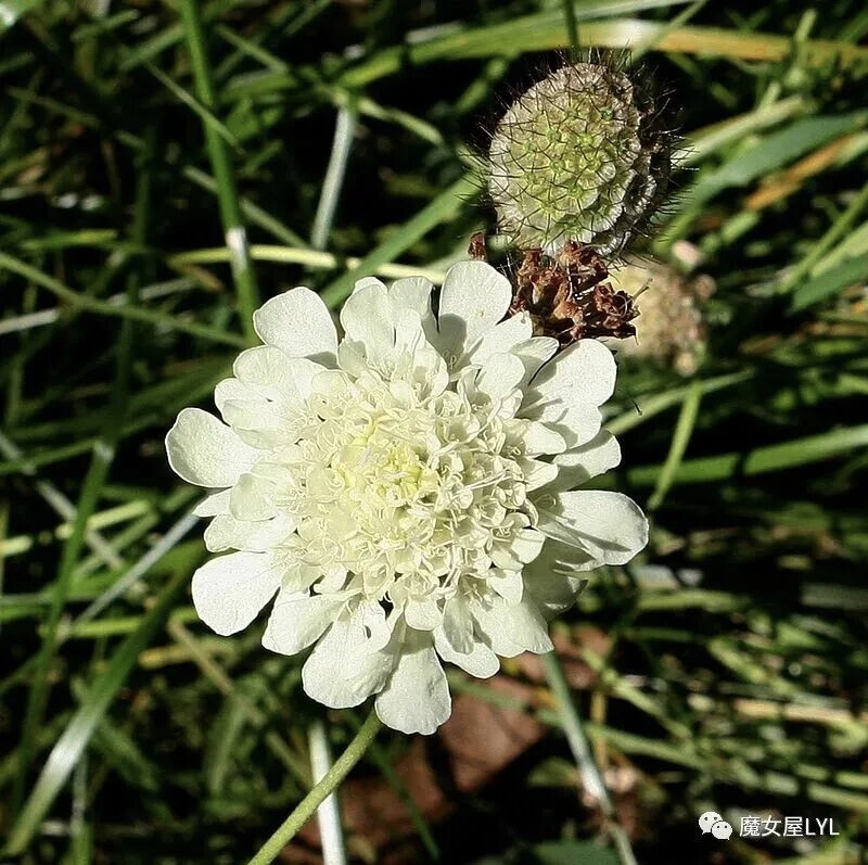 黄盆花（学名：Scabiosa ochroleuca）
为忍冬科蓝盆花属下的一个物种，原产于欧洲与西亚地带。
