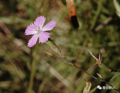 多分枝石竹 Dianthus ramosissimus
分布于哈萨克斯坦、俄罗斯、蒙古以及中国大陆的新疆等地，生长于海拔1,100米至1,900米的地区，常生于较干旱的草坡，目前尚未由人工引种栽培。
