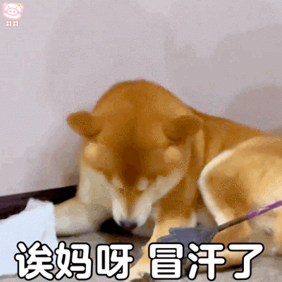 狗狗表情包
可爱的表情包