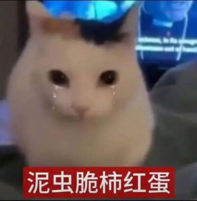 猫猫表情包
