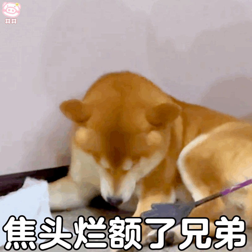 狗狗表情包
可爱的表情包