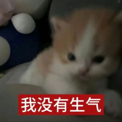 猫猫表情包