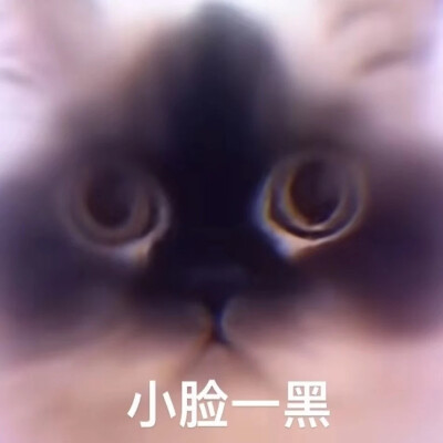猫猫表情包