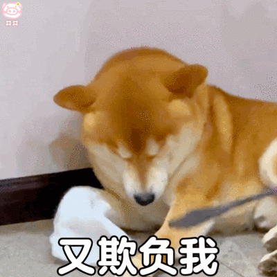 狗狗表情包
可爱的表情包