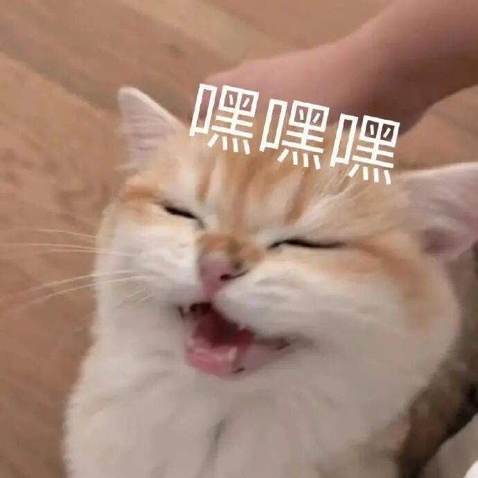 猫猫表情包