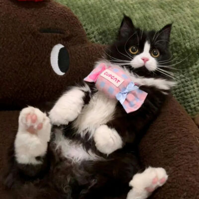 我是不会放弃收集这种图片的