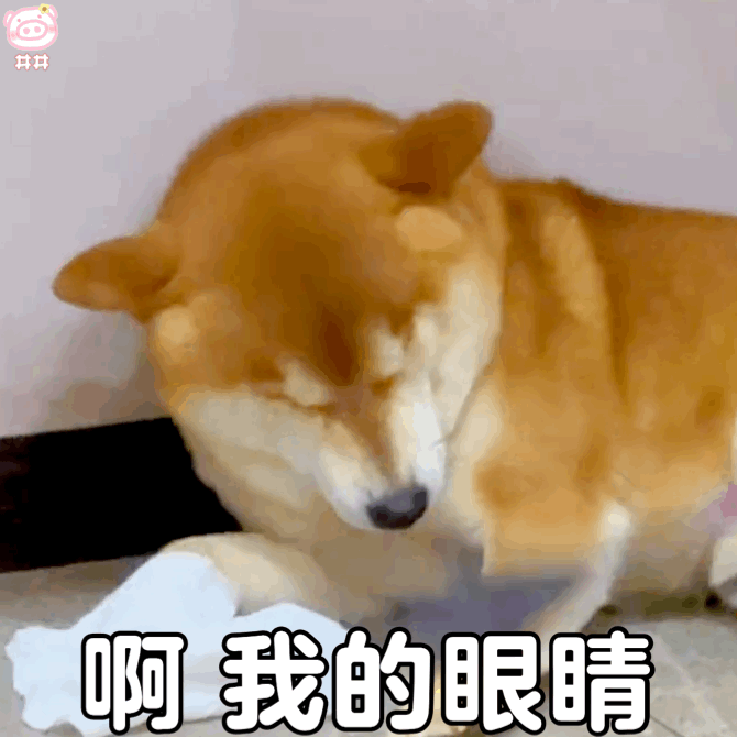 狗狗表情包
可爱的表情包