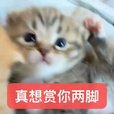 猫猫表情包