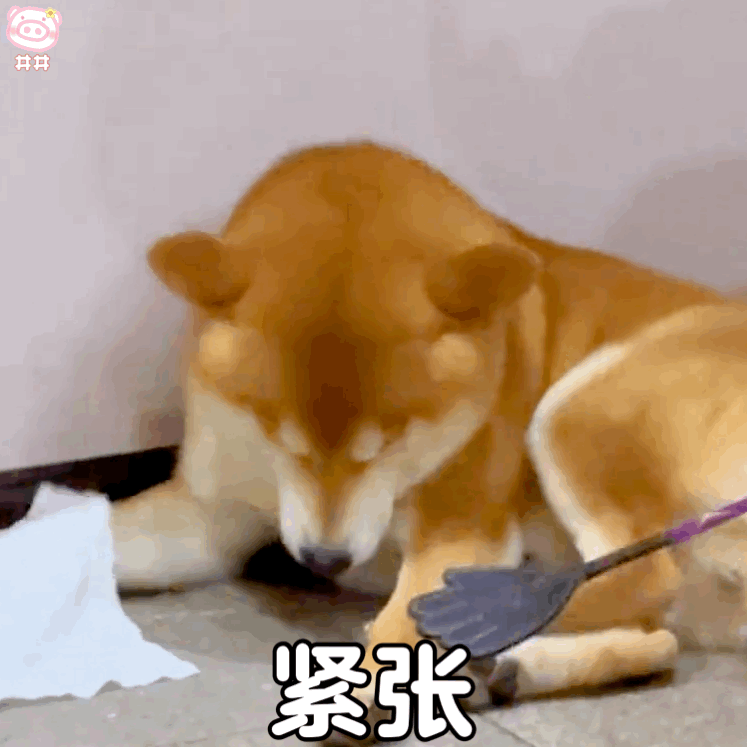 狗狗表情包
可爱的表情包