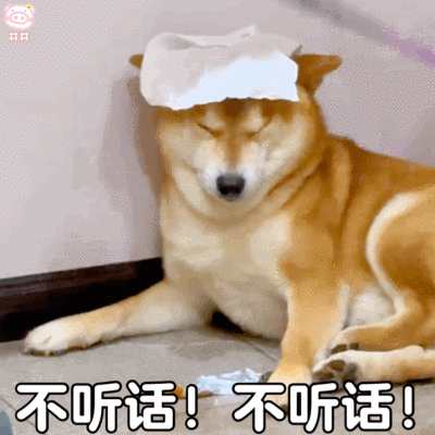 狗狗表情包
可爱的表情包