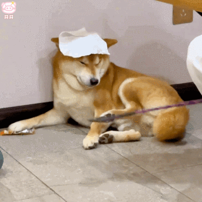 狗狗表情包
可爱的表情包