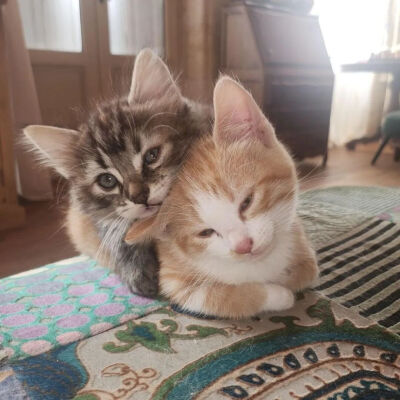 我是不会放弃收集这种图片的