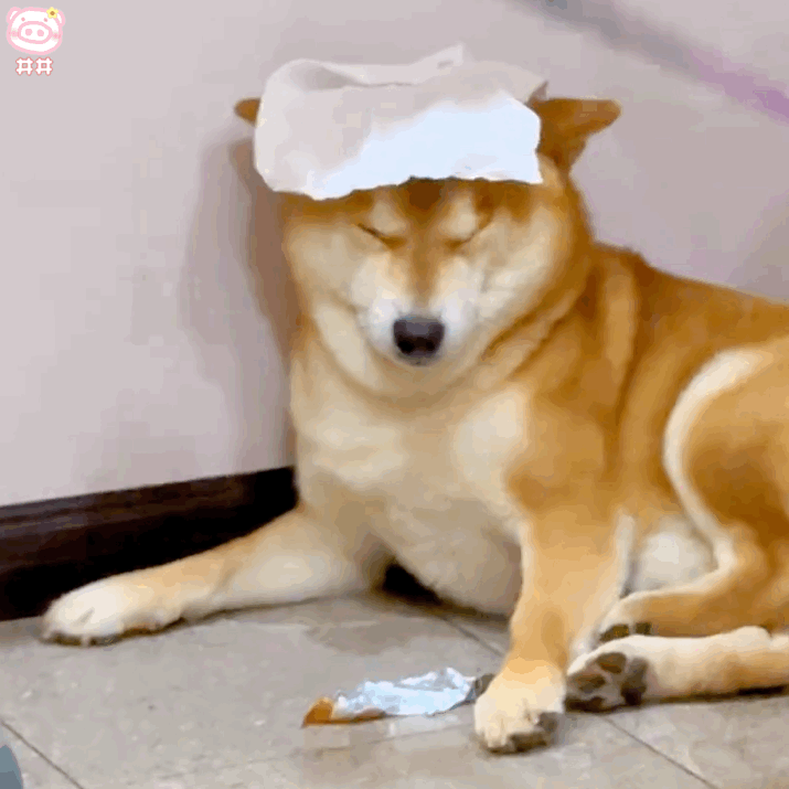 狗狗表情包
可爱的表情包