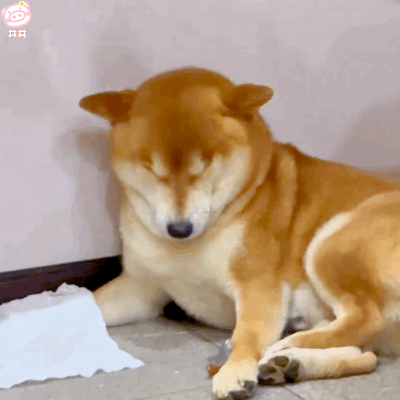 狗狗表情包
可爱的表情包