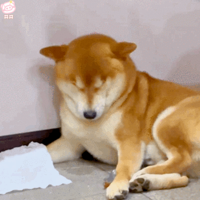 狗狗表情包
可爱的表情包