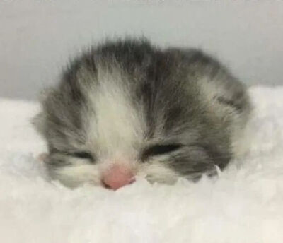 我是不会放弃收集这种图片的