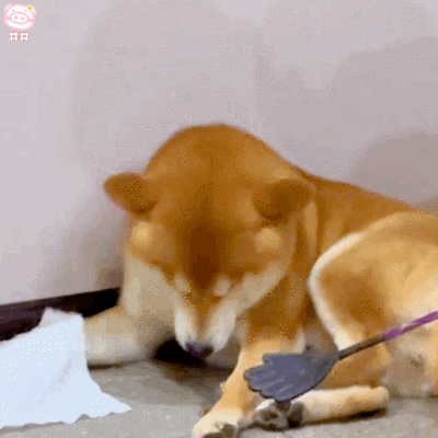 狗狗表情包
可爱的表情包